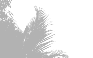 Abstract background of palm leaves or coconut leaves on top. Natural pattern, gray shadow. Copy space or empty. For advertisements, business cards, brochures transparent backgrounds and png