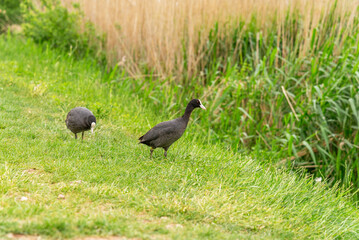 Fototapeta premium Eurasian common coot (Fulica atra) standing on grass.