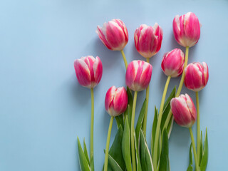 Spring flowers banner Pink tulips on a blue background. International women's day background