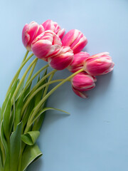 Spring flowers banner Pink tulips on a blue background. International women's day background