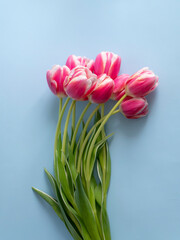 Spring flowers banner Pink tulips on a blue background. International women's day background