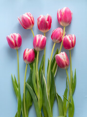 Spring flowers banner Pink tulips on a blue background. International women's day background