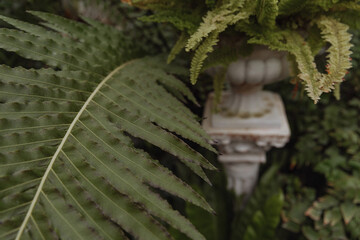 Green ferns envelop a white, classical-style statue. Concept for garden design, natures embrace of...