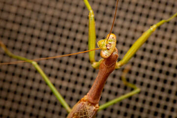 Mantis mirando
