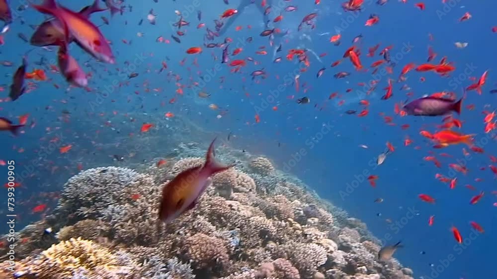 Wall mural red sea fish and coral reef