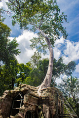 Fototapeta premium the photogenic and atmospheric combination of trees growing out of the ruins and the jungle surroundings have made Ta Prohm one of Angkor's most popular temples with visitors