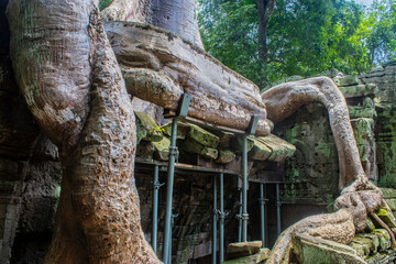the photogenic and atmospheric combination of trees growing out of the ruins and the jungle...