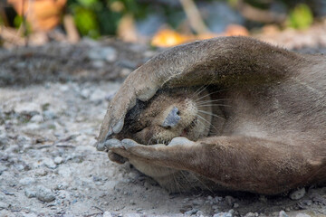 Smooth-coated otter (Lutrogale perspicillata) lies on the ground in Singapore Sungei Buloh Wetland....