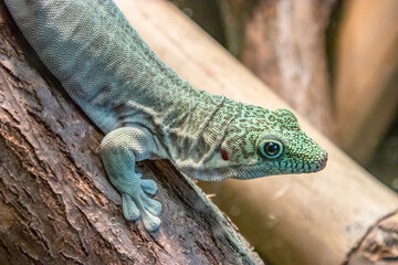 Standing's day gecko (Phelsuma standingi) is an arboreal and diurnal species of lizard in the...