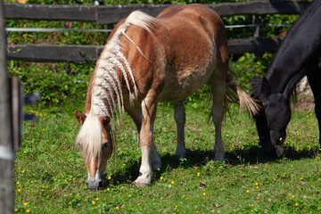 Haflinger Pferd grast auf der Wiese.
Eingeflochtene Mähne