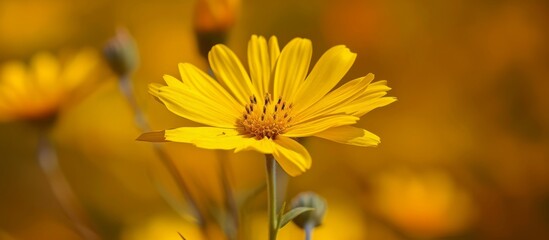 Vibrant yellow flower blooming gracefully with a soft blurred background