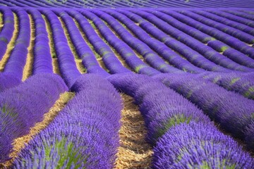 Violet lavender plants in neat rows stretching across the field