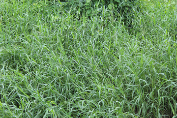 Background texture of river weed, long green leaves. Cenchrus purpureus, Pennisetum purpureum, Napier grass, elephant grass or Uganda grass