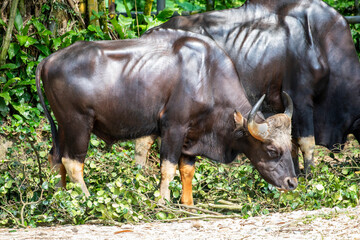The closeup image of Malayan Gaur (Bos gaurus hubbacki). It is one of the most impressive of all...