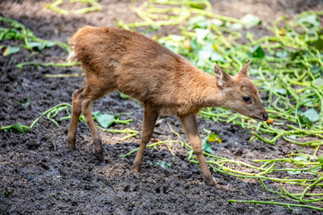 The baby Bawean deer (Axis kuhlii), it is a highly threatened species of deer endemic to the island of Bawean in Indonesia.
It is evaluated as critica