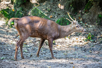 The male Bawean deer (Axis kuhlii), it is a highly threatened species of deer endemic to the island...