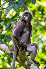 Obraz premium A wild dusky leaf monkey (Trachypithecus obscurus) is sitting on the tree in Taiping Zoo and Night Safari Malaysia. It is a species of primate in the family Cercopithecidae. 
