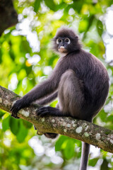 A wild dusky leaf monkey (Trachypithecus obscurus) is sitting on the tree in Taiping Zoo and Night Safari Malaysia. It is a species of primate in the family Cercopithecidae. 