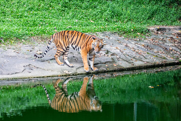 The  Malayan tiger (Panthera tigris jacksoni) in Taiping Zoo Malaysia.  
It is a tiger population in Peninsular Malaysia. This population inhabits the southern and central parts of the Malay Peninsula