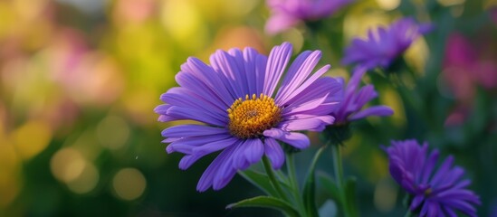 Obraz premium Vibrant purple flowers bathing in sunlight, beautiful natural background