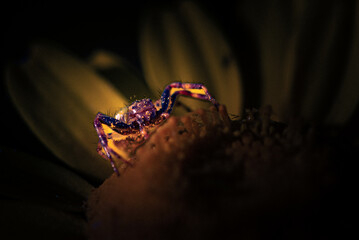 Fleur Habitée