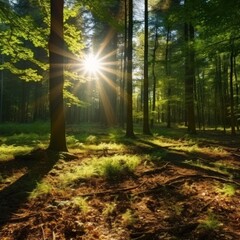 Fototapeta na wymiar Sunlight filtering through a lush forest.
