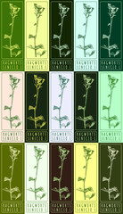 Set of drawings of RAGWORTS in different colors. Hand drawn illustration. Latin name SENECIO L.