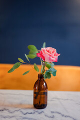 Still life pink rose in vase.