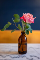 Pink rose in vase.