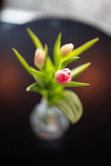 Tulips in vase.