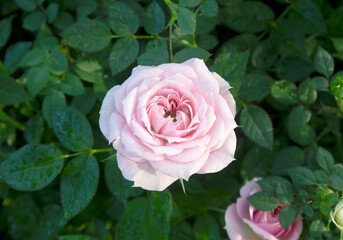 beautiful colored roses in the garden and leaves