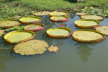 A large lotus leaf in a natural pond