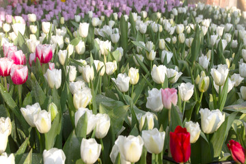 Beautiful tulip fields in the morning atmosphere