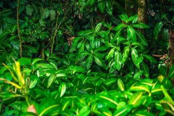 Wandaufkleber El Arenal National Park, Costa Rica © mehdi33300
