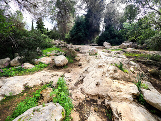 Route in the rocky Israeli forest