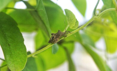 Insect animal with the name Coreid Bug on natural tropical green leaves in the garden in the morning stock photo