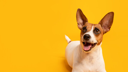 Cheerful Jack Russell with large ears against yellow backdrop, free space - obrazy, fototapety, plakaty
