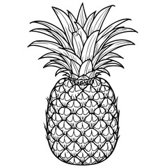 Vector pineapple coloring book. Printable coloring page