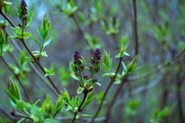 Close up beautiful buds, branches and green leaves of blooming lilac bush growing in the garden. Spring nature.