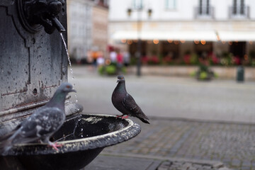 Pigeons on the old fountain