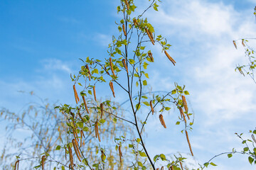 Birch tree branches with green leaves and catkins with blue sky on background. Beautiful spring nature.
