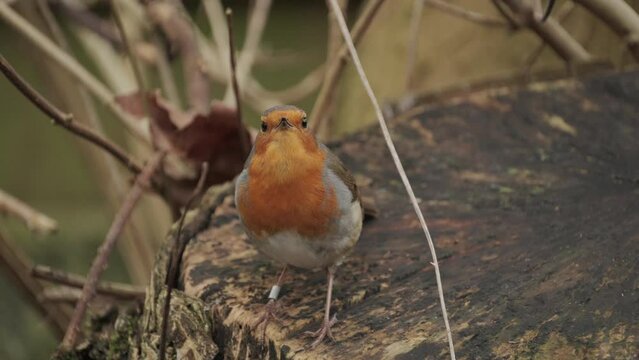 Close up of robin bird chirping in natural setting