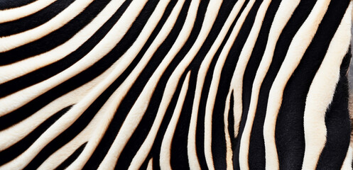 Trendy zebra skin pattern background . Animal fur, texture background for Fabric design, wrapping paper, textile and wallpaper, extra wide