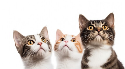Three interested hungry cats looking up isolated on white background. Copy space. Banner for pet shop.	
