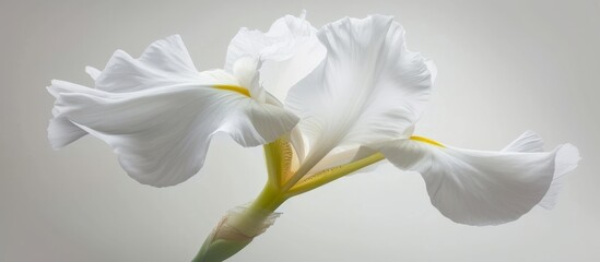Obraz premium Beautiful white flower with a vibrant yellow center blooming in the garden