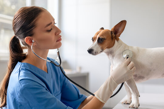 Woman vet in scrubs attentively examines Jack Russell's health