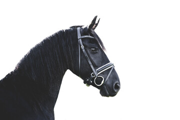 Black Friesian horse against white background with classy dressage bridle, portrait shot from side