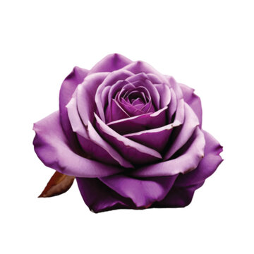 purple rose isolated on white