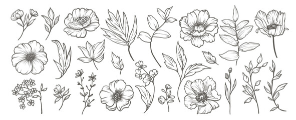Collection of sketches of peonies flowers. Hand drawn minimal flowers in line art style. Trendy botanical elements of plants, branches and leaves. Vector illustration © Feodora_21