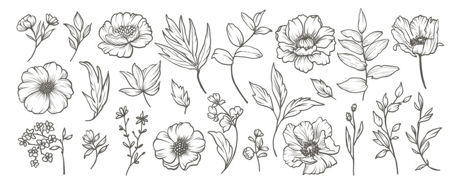 Collection of sketches of peonies flowers. Hand drawn minimal flowers in line art style. Trendy botanical elements of plants, branches and leaves. Vector illustration